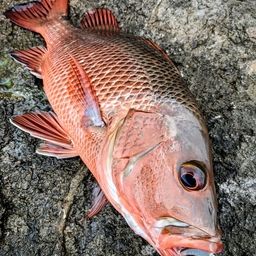 マングローブジャック