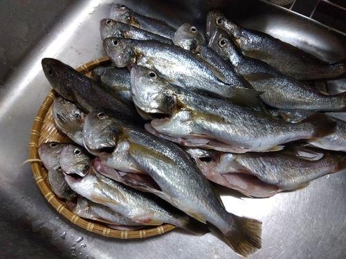 イシモチの釣果