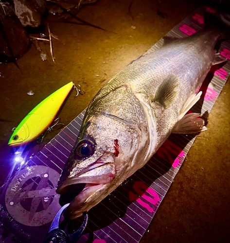 シーバスの釣果