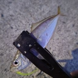 アジ