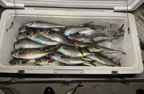マアジの釣果