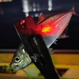アジ