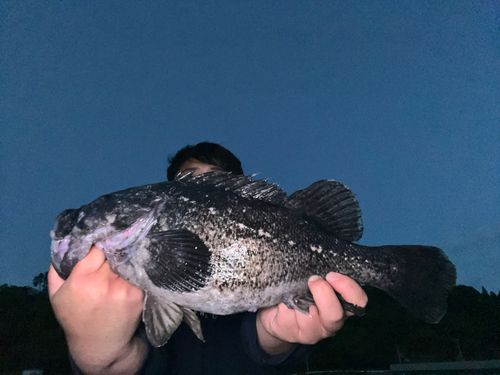 クロソイの釣果