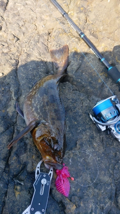 アイナメの釣果