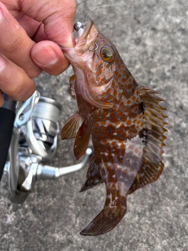 キジハタの釣果