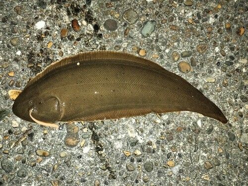 シタビラメの釣果