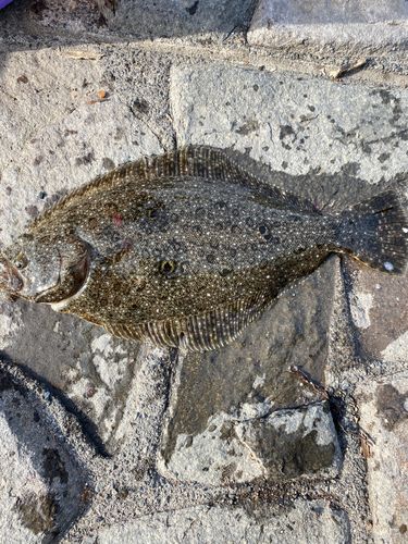 ヒラメの釣果