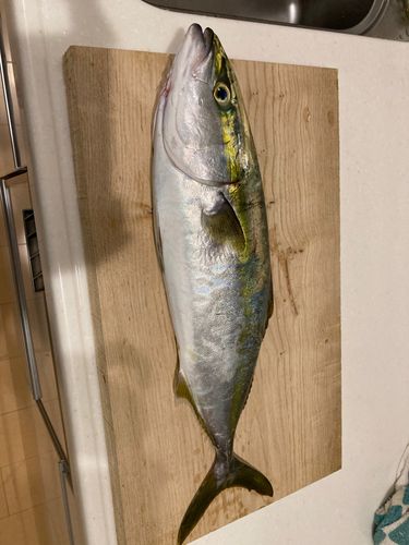 ハマチの釣果