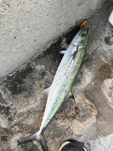 サゴシの釣果