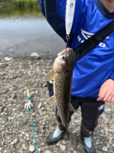 アメマスの釣果