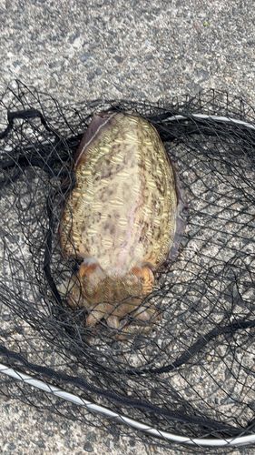 モンゴウイカの釣果