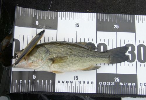 ブラックバスの釣果