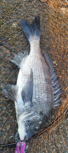 クロダイの釣果