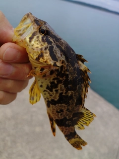 タケノコメバルの釣果