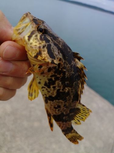 タケノコメバルの釣果