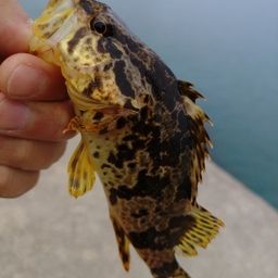 タケノコメバル