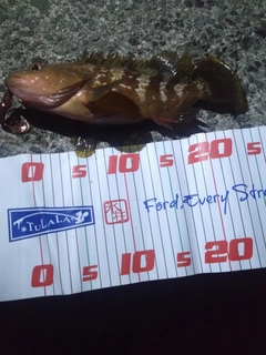 アコウの釣果