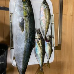 マアジ