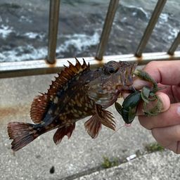 カサゴ