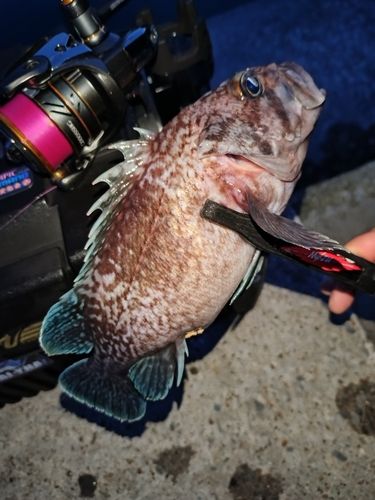 マゾイの釣果
