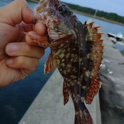 カサゴ