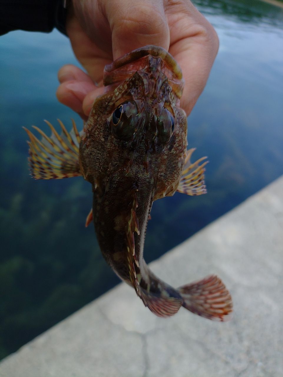 カサゴ