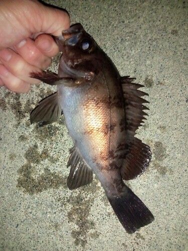 メバルの釣果