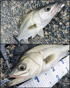 シーバスの釣果
