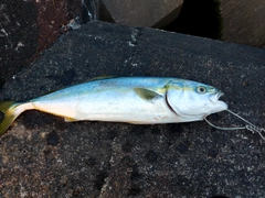 フクラギの釣果