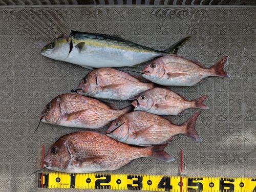 タイの釣果
