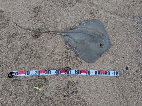 アカエイの釣果