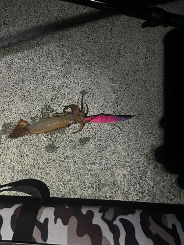 ヤリイカの釣果