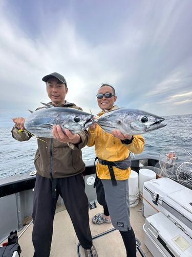 カツオの釣果
