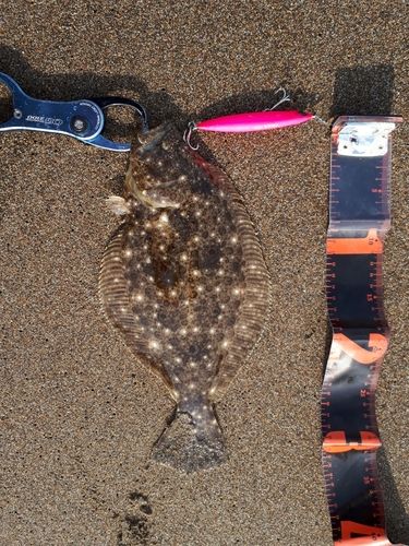 ソゲの釣果