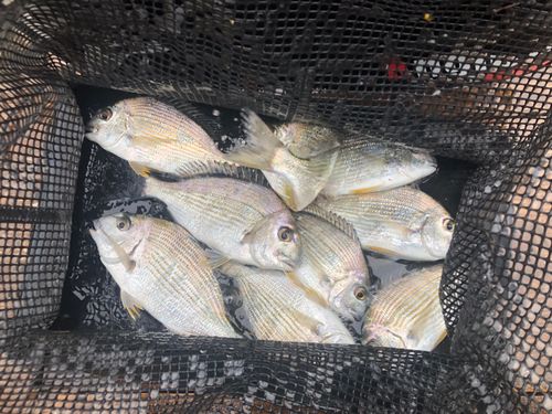 ヘダイの釣果