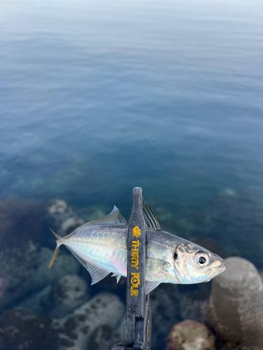 マアジの釣果