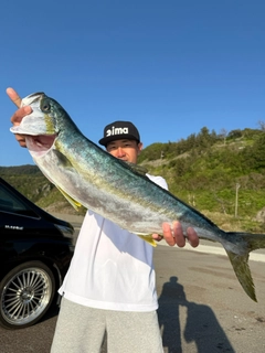 ヒラマサの釣果
