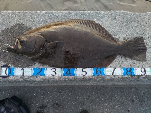 ヒラメの釣果