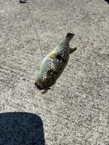 フグの釣果