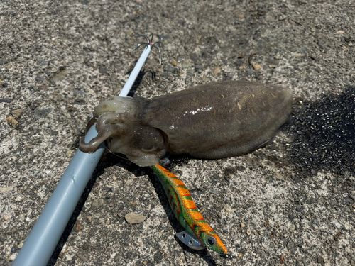 コウイカの釣果