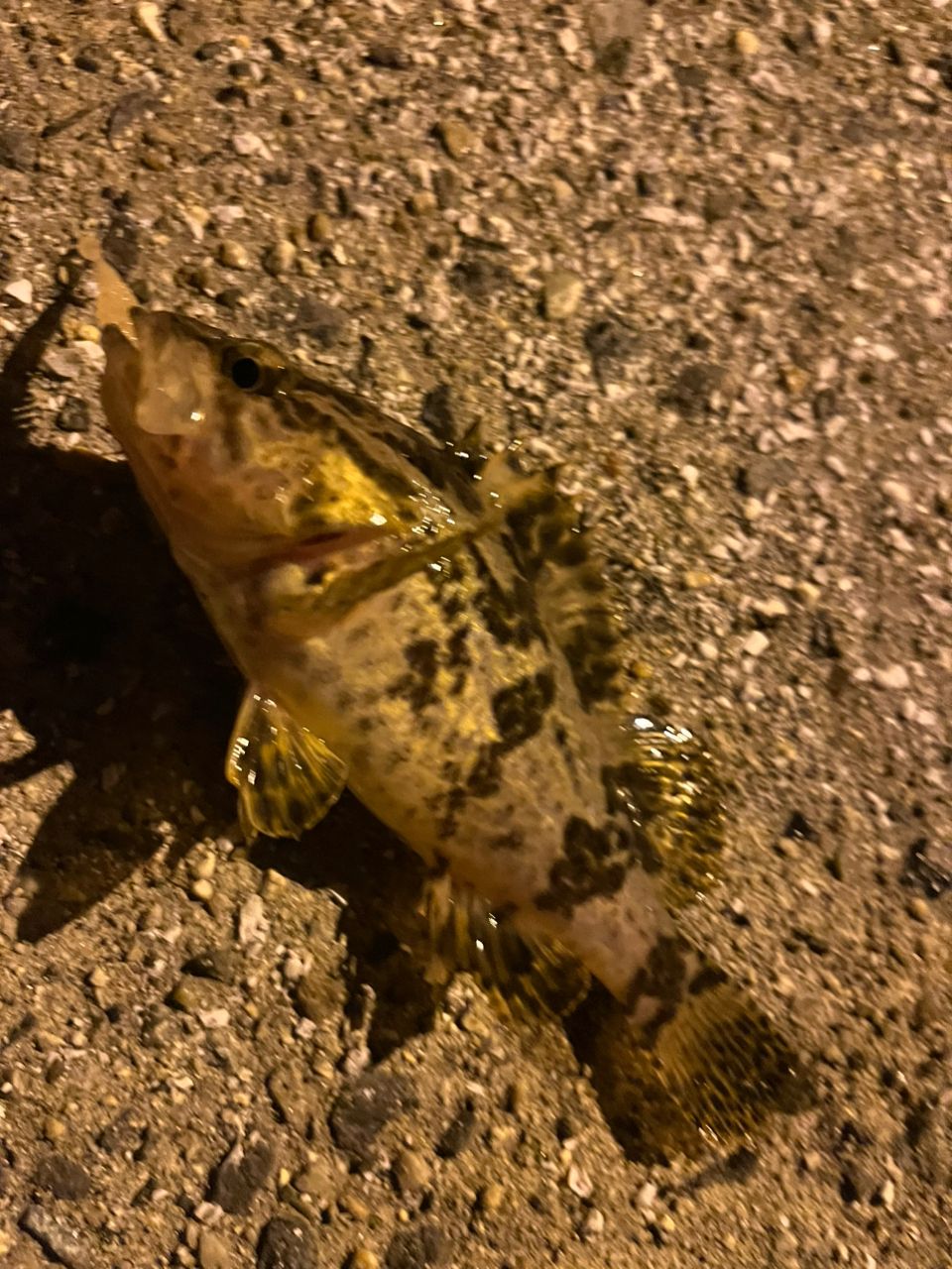 タケノコメバル