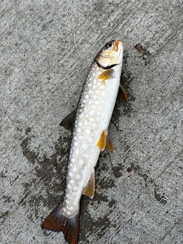 ウミアメの釣果