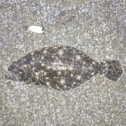ヒラメ