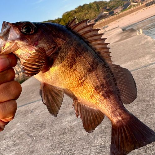 メバルの釣果