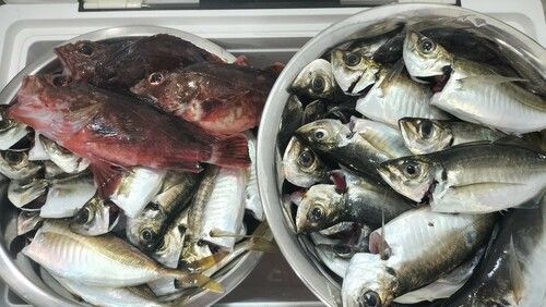 マアジの釣果
