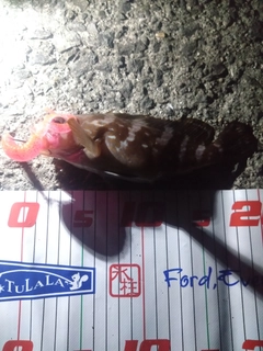 アコウの釣果