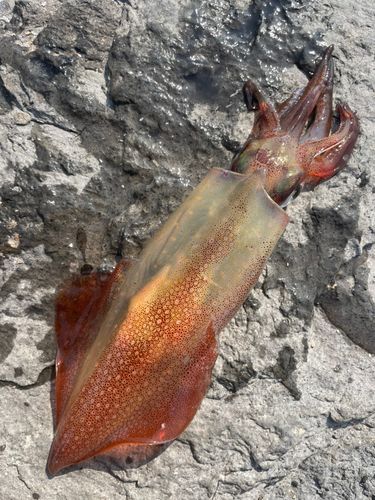 ヤリイカの釣果