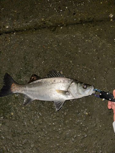 フッコ（ヒラスズキ）の釣果