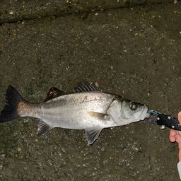 フッコ（ヒラスズキ）