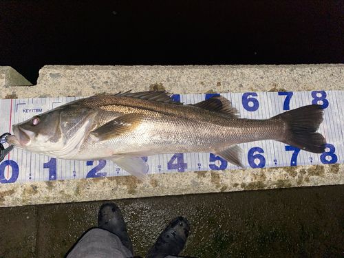 シーバスの釣果